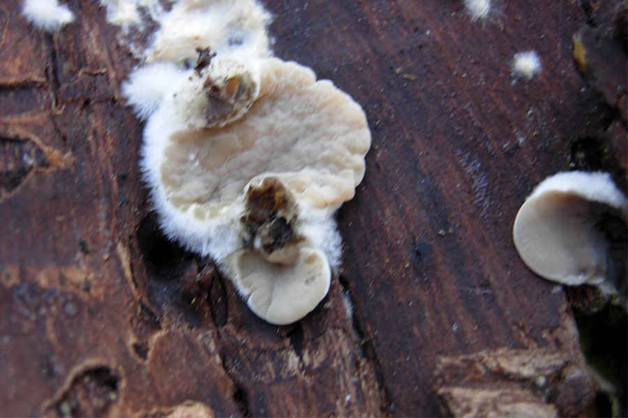 tanti funghi